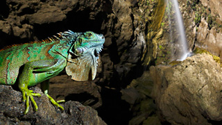 The Waterfall Guardian