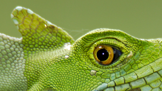 I’ve Got My Eye On You