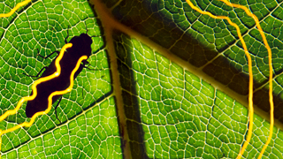 Follow the Yellow Brick Road